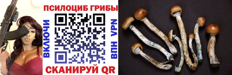 Купить закладки  Межгорье  Псилоцибиновые грибы Cubensis 
